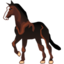 Pet horse