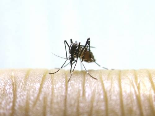 Zika Virus In Trinidad & Tobago