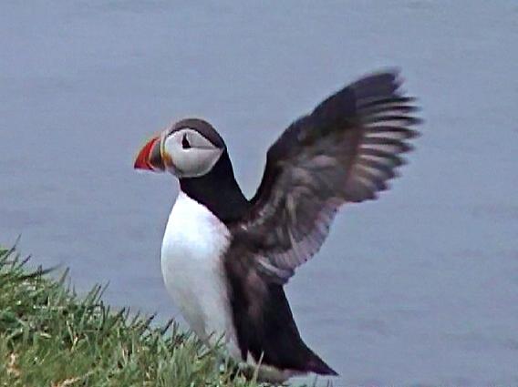 Iceland Puffin