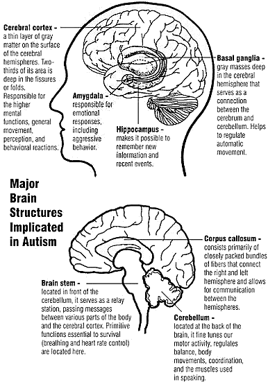 Autism & The Brain
