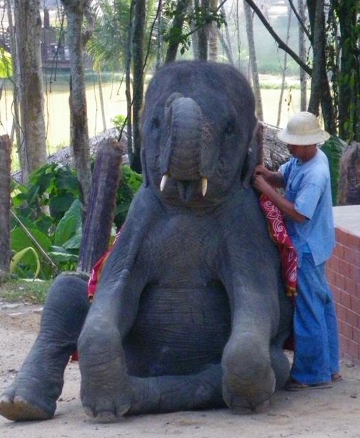 Elephant Show