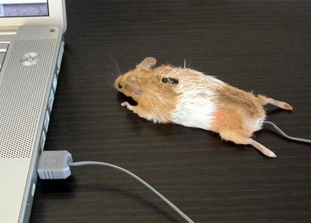Real Mouse As Mouse