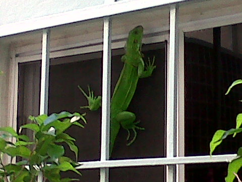 Iguana At Work