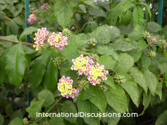 Caribbean Flowers