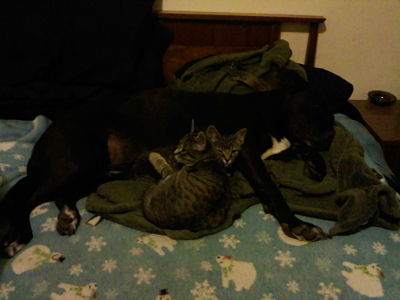 Marley, Hinni, And Hoddo. Snuggle Bunnies