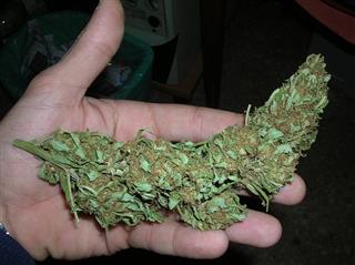 Marijuana Prevention For Kids
