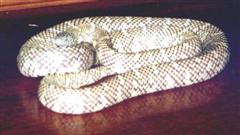 Kingsnake - Florida