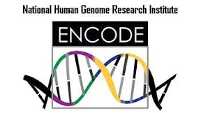 Human Genome Project - Dna - Encode Project