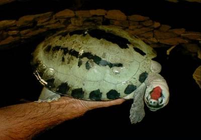 Painted River Terrapin