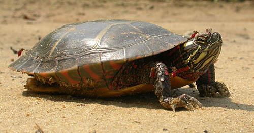 Painted Turtle - Eastern