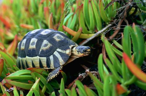Bow-sprit Tortoise