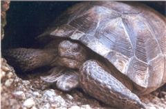 Desert Tortoise