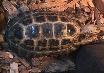 Forsten's Tortoise