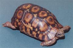 Hingeback Tortoise - Bell's