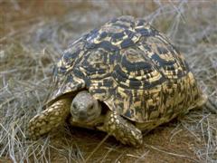 Leopard Tortoise - South African