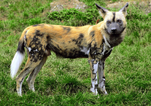 African Wild Dog