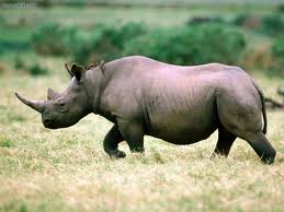 Rhino Poaching