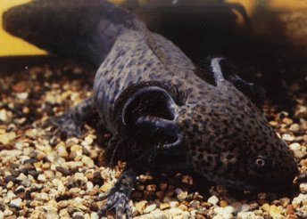 Axolotl
