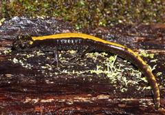 Salamander - Western Long Toed