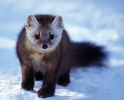 Marten