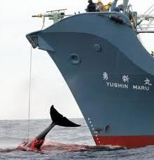 Japan Whaling