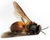Honey Bees Dying At Alarming Rates