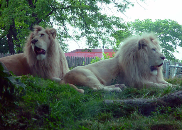 White Lion