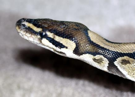 850 Snakes Found In Home