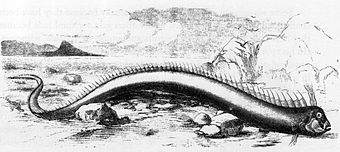 Oarfish
