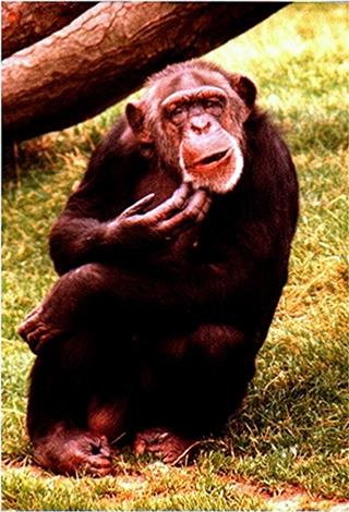 Personhood For Chimpanzees