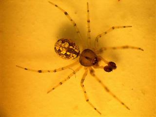 Theridion Logan Spider