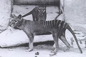 Tasmanian Tiger - Tasmanian wolf - Thylacine