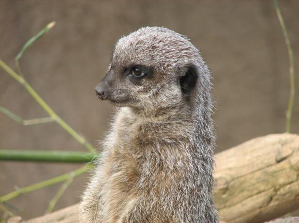 Meerkats