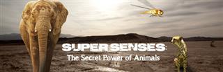 Super Senses The Secret Power Of Animals