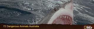 72 Dangerous Animals Australia