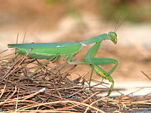 Praying Mantis