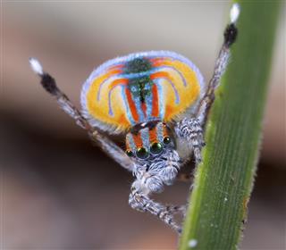 Maratus Personatus Spider
