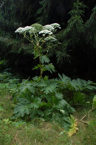 Giant Hogweed