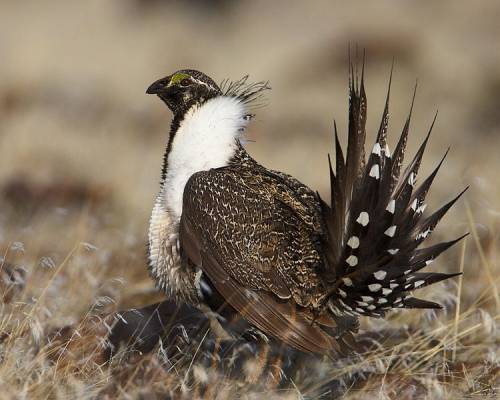 Greater Sage Grouse