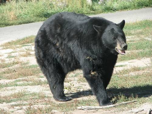 Yellowstone Bear World