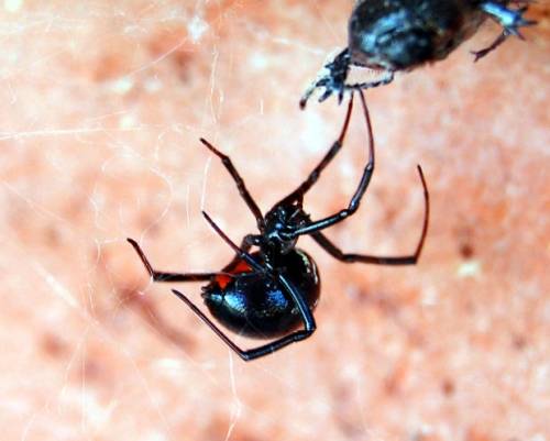 Black Widow Spiders