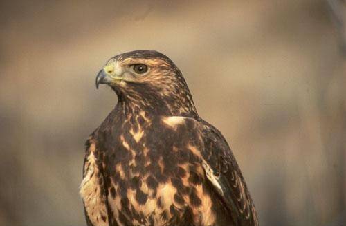 Swainson’s Hawks