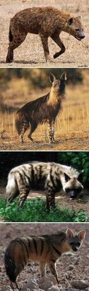 Hyena