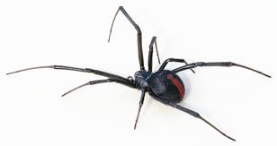 Redback Spiders