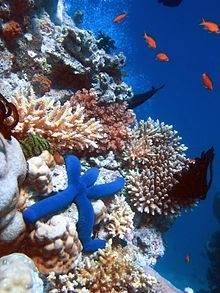 Coral Reefs