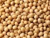 Soy Bad For Health?