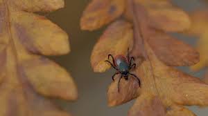 Ticked Off: The Mystery Of Lyme Disease