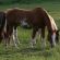   Horses in Book Mormon