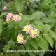 Caribbean Flowers