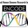 Human Genome Project,Dna,Encode Project